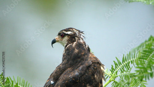 Close up of a snail kite (Rostrhamus sociabilis) perched in a tree at the La Segua Wetlands near Chone, Ecuador photo