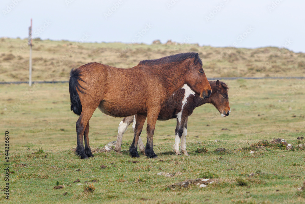 Brown wild horses grazing in the mountains of A Capelada Brown wild horses grazing in the mountains of A Capelada