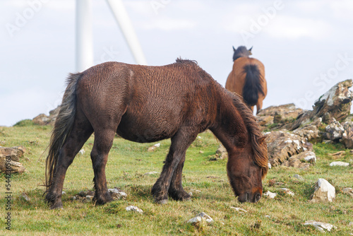 Brown wild horses grazing in the mountains of A Capelada photo