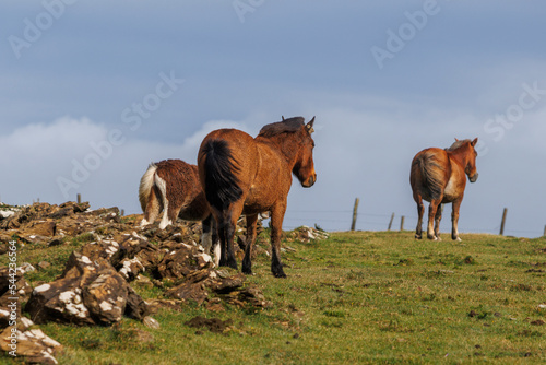 Brown wild horses grazing in the mountains of A Capelada