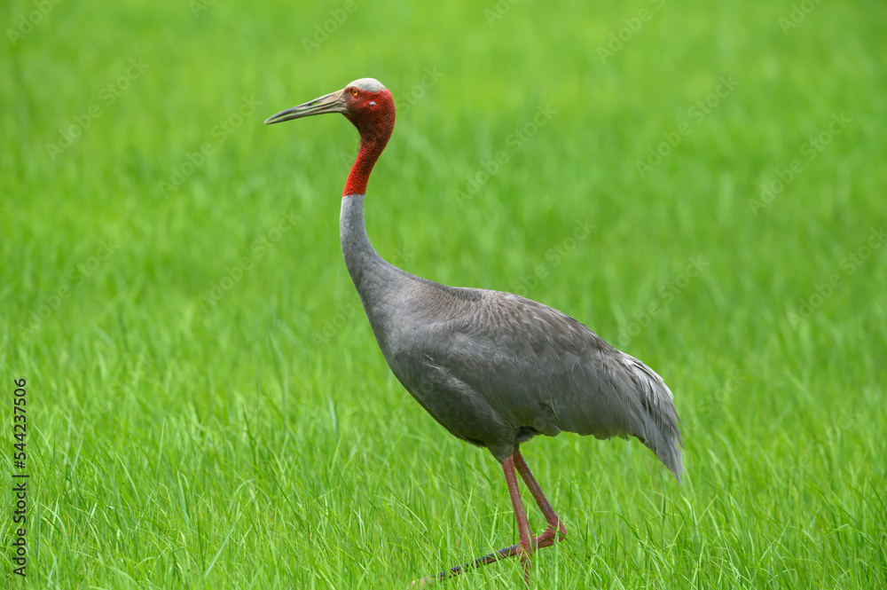 Naklejka premium Eastern Sarus Crane, A large, beautiful and rare bird.
