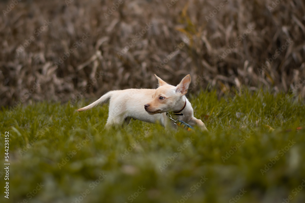 Fototapeta premium puppy in a grass