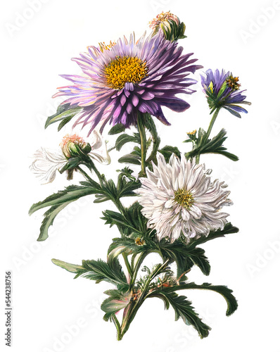 Vintage aster flowering plant on white background