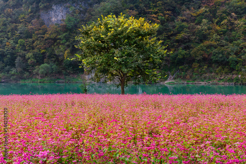 Beautiful autumn scenery in Korea. A tree among red buckwheat flower fields in the morning by the Donggang River in a mountain valley. Gangwon-do, Yeongwol-gun, South Korea. photo