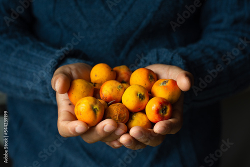Unrecognizable man holds delicious tejocote fruits photo