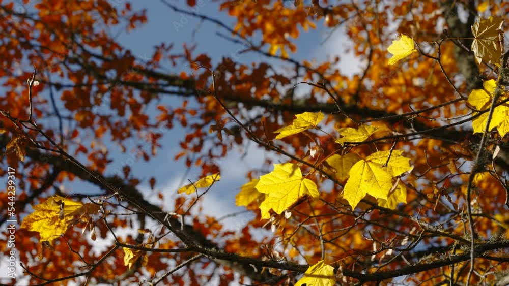 Closer look of the brown and yellow leaves of the maple tree in the middle of the forest in Estonia Closer look of the brown and yellow leaves of the maple tree in the middle of the forest in Estonia