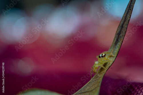 Yellow Jumping spider aka Phidippus audax in bokeh land  photo