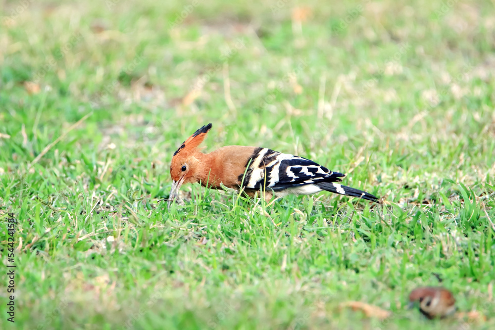 The Hoopoe on the field