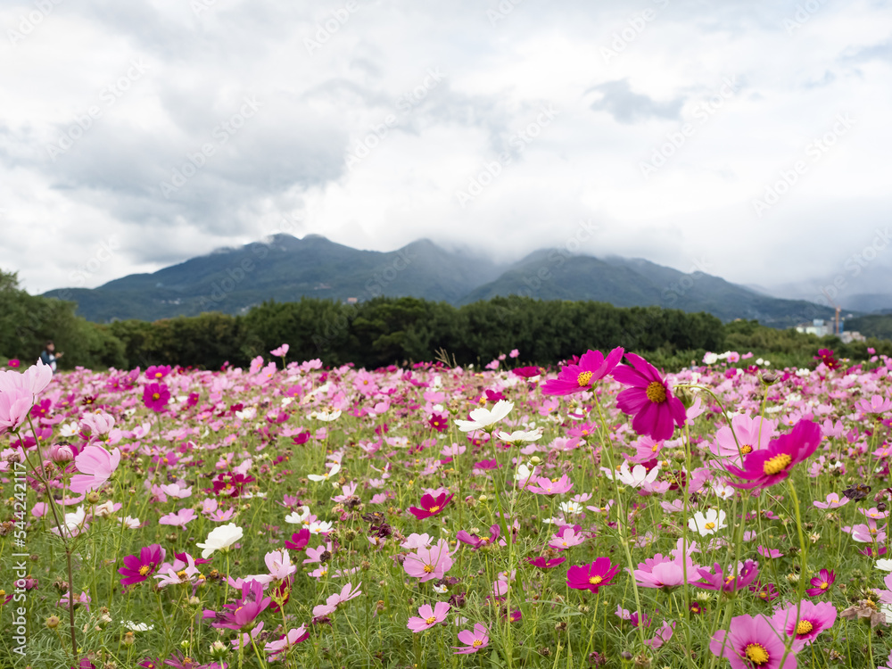 Beautiful Cosmos flowers blooming in the nature Beautiful Cosmos flowers blooming in the nature