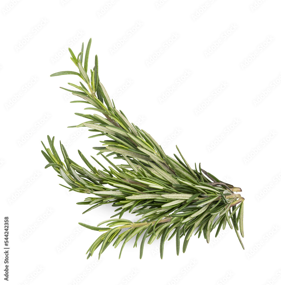 Rosemary isolated on transparent background. (.PNG)