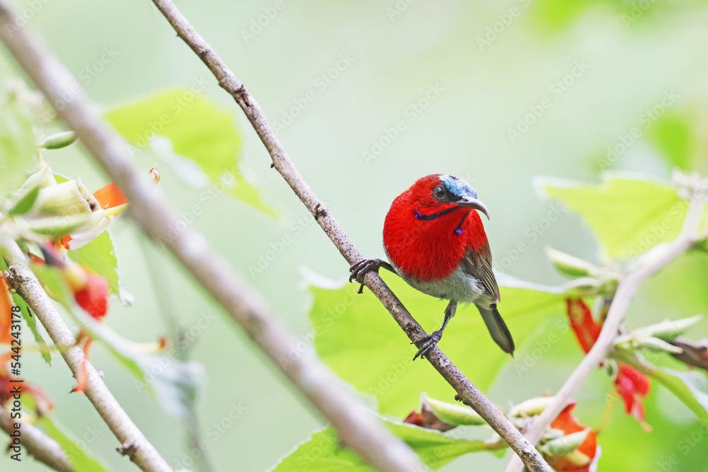 The Crimson Sunbird on a branch in nature The Crimson Sunbird on a branch in nature