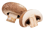 Fresh White champignon mushroom isolated background, White champignon mushroom on white PNG file.