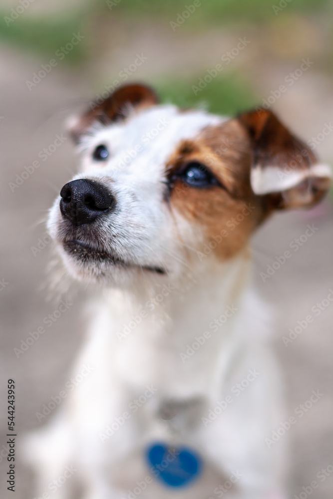 Portrait of dog breed Jack Russell with closed mouth. Shallow depth of field. View from above. Vertical. Portrait of dog breed Jack Russell with closed mouth. Shallow depth of field. View from above. Vertical.