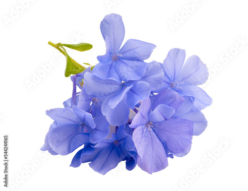 Blue plumbago flower on white background, Plumbago or cape leadwort flower bouquet on white PNG File. photo