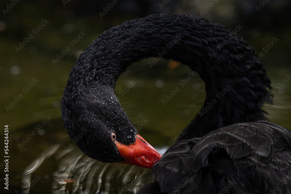 Fototapeta premium Close up Portrait of a black swan with red beak on a yellow blurred background in the pond