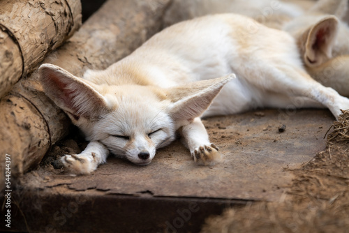 Bild auf Leinwand Sleeping baby fennec fox or dessert fox