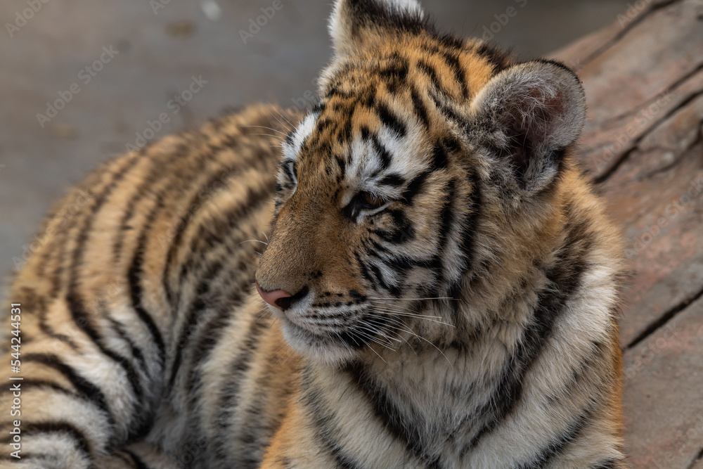 Obraz premium Sumatran tiger cub lays on a ground (Panthera tigris sumatrae)