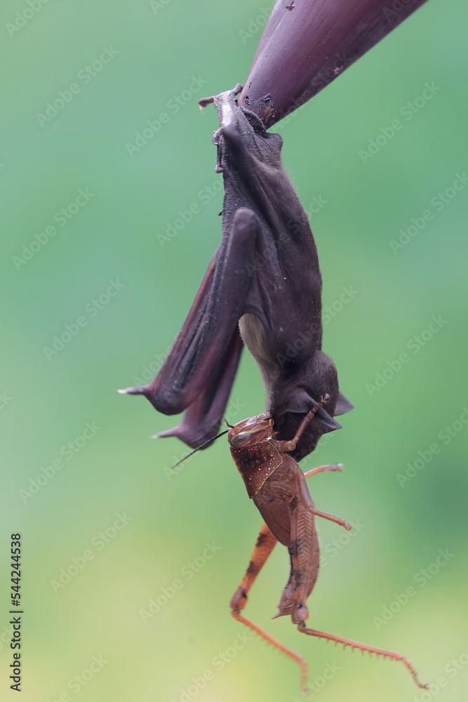 A short nosed fruit bat is ready to eat a on a banana