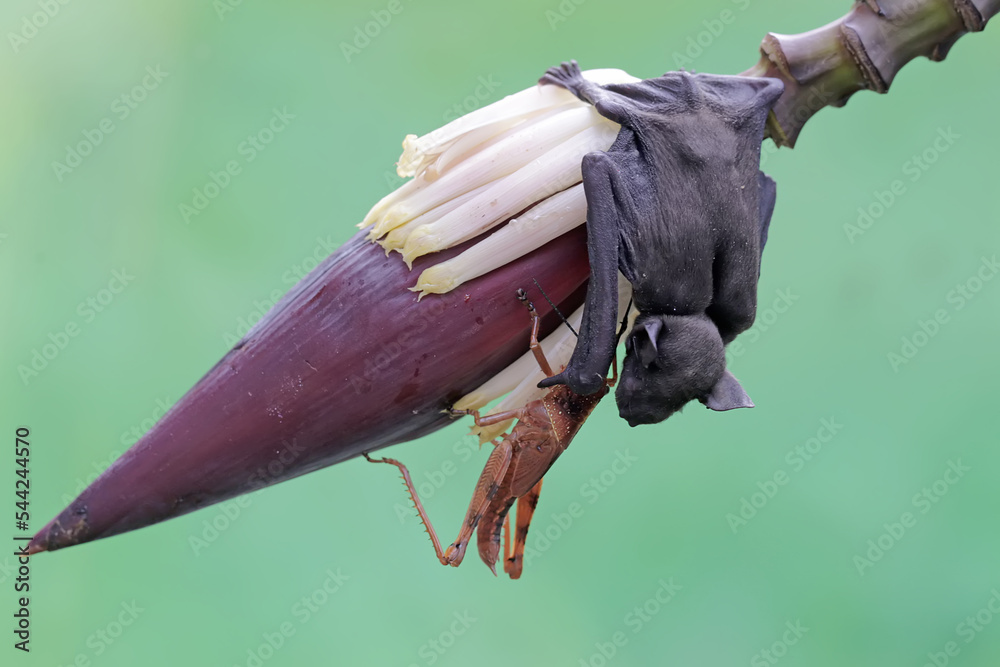 A short nosed fruit bat is ready to eat a on a banana