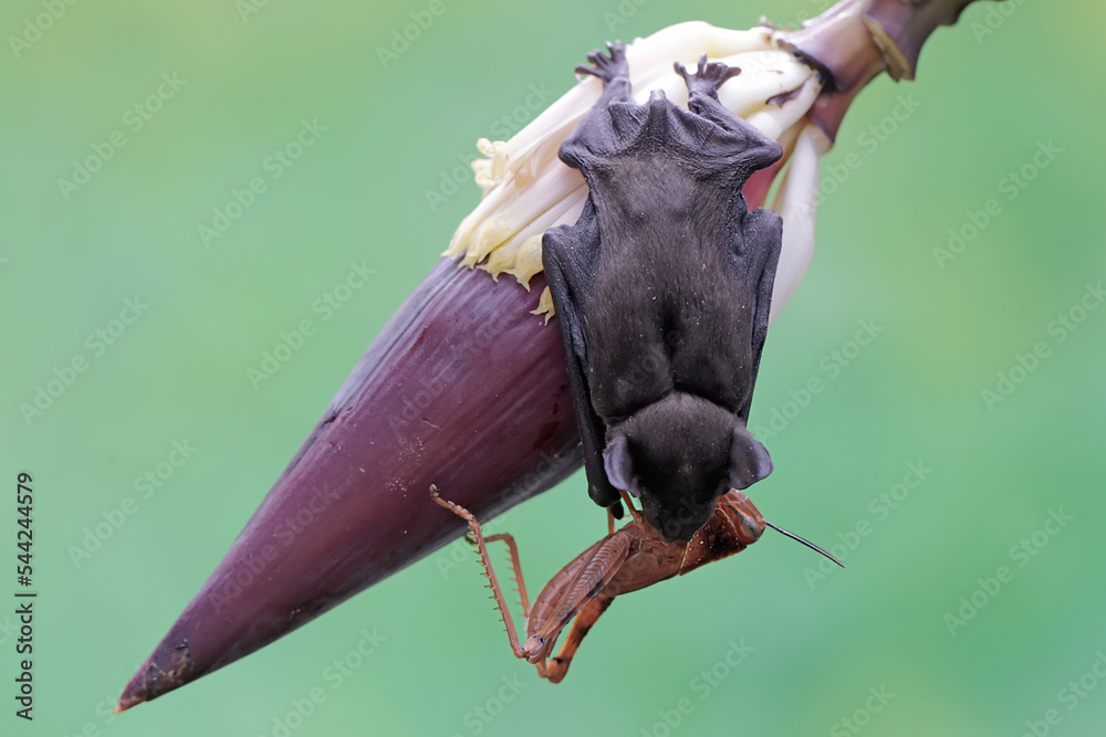 A short nosed fruit bat is ready to eat a on a banana