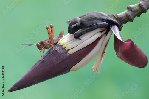 A short nosed fruit bat is ready to eat a grasshopper on a banana flower. This flying mammal has the scientific name Cynopterus minutus. photo