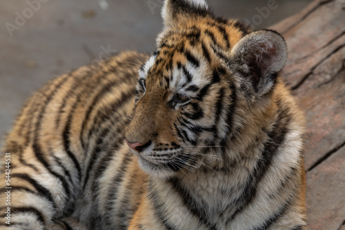 Fototapeta Naklejka Na Ścianę i Meble -  Sumatran tiger cub lays on a ground (Panthera tigris sumatrae)