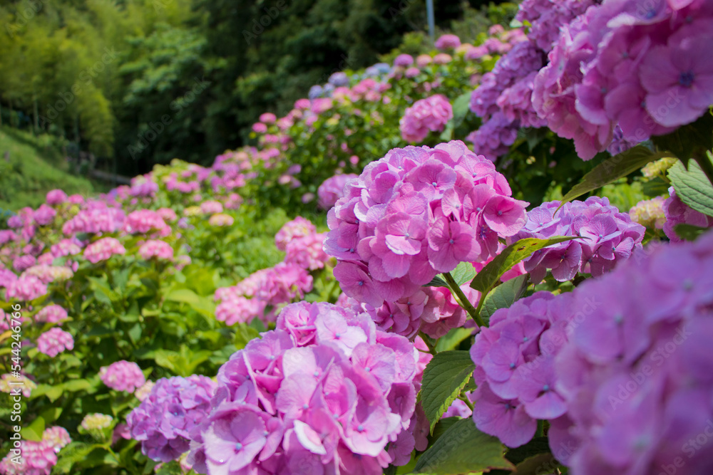 紫陽花 紫陽花