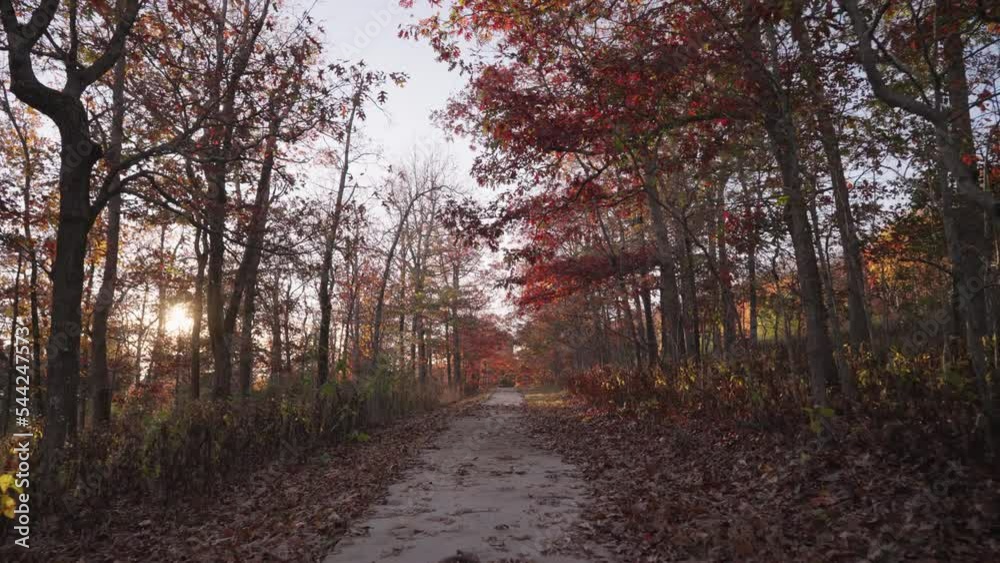 Fall Foliage Peak - Falling Autumn Leaves from Trees on Ground - Leaf Changing Vibrant Colors Fall Foliage Peak - Falling Autumn Leaves from Trees on Ground - Leaf Changing Vibrant Colors