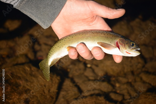 Alpine trout