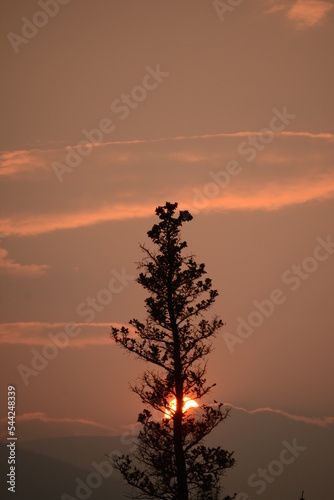 Tree sunset