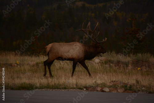 Jasper Elk