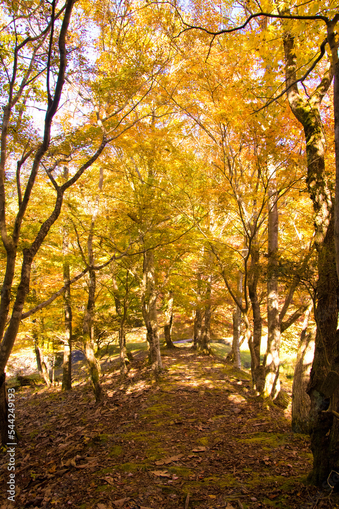 Naklejka premium 紅葉