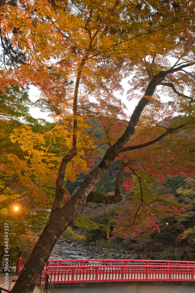 Naklejka premium 紅葉