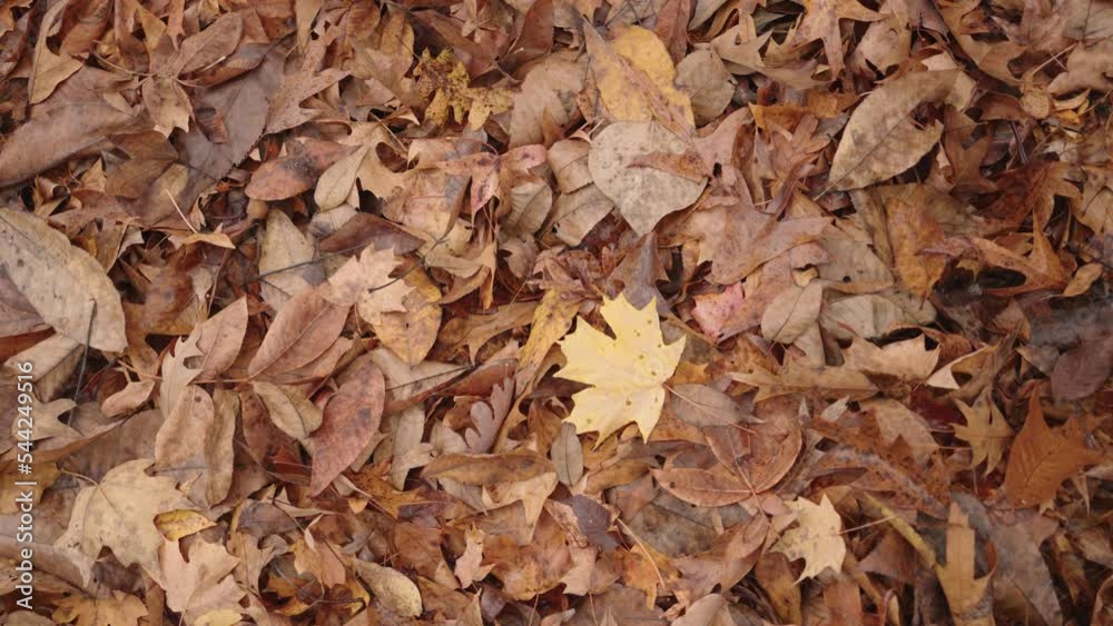 Fall Foliage Peak - Falling Autumn Leaves from Trees on Ground - Leaf Changing Vibrant Colors Fall Foliage Peak - Falling Autumn Leaves from Trees on Ground - Leaf Changing Vibrant Colors