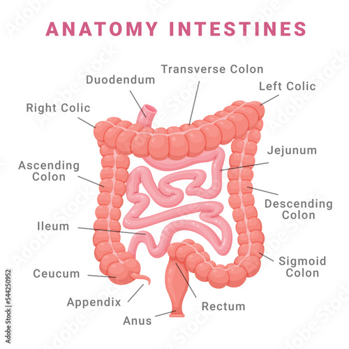 Anatomy human intestines infographic scheme with names medical educational graph vector flat photo