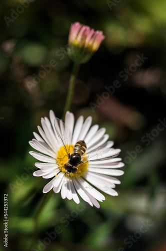 Bee Collecting Pollen photo