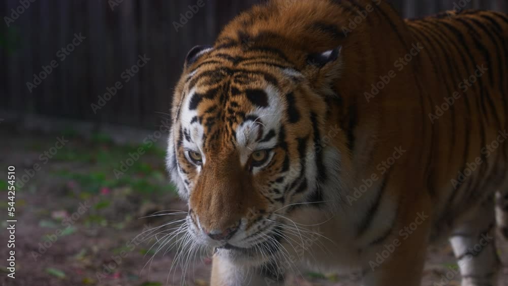 Tiger on a walk. Portrait of a beautiful tiger. Big cat close-up. Tiger looks at you. Portrait of a big cat. Slow motion 120 fps, ProRes 422,10 bit video Tiger on a walk. Portrait of a beautiful tiger. Big cat close-up. Tiger looks at you. Portrait of a big cat. Slow motion 120 fps, ProRes 422,10 bit video
