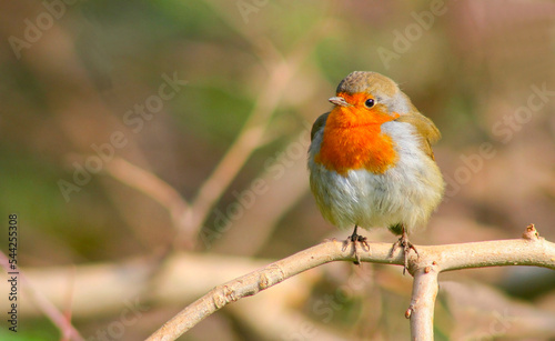 European Robin (Erithacus rubecula) goes down in the winter to the southern parts of Asia and Europe. In the summer get back to the north again © selim