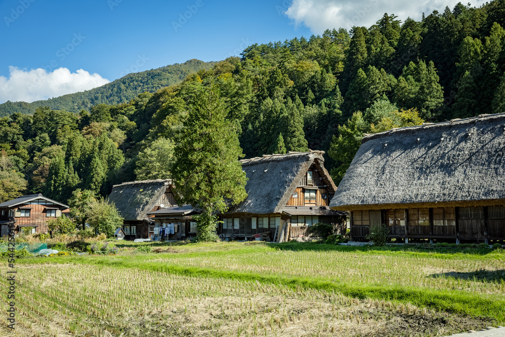 Japanese Shirakawago village during October in autumn fall foliage season. Shirakawa traditional house on triangle roof with a background of rice field, pine mountain and clear cloud sky after. Japanese Shirakawago village during October in autumn fall foliage season. Shirakawa traditional house on triangle roof with a background of rice field, pine mountain and clear cloud sky after.