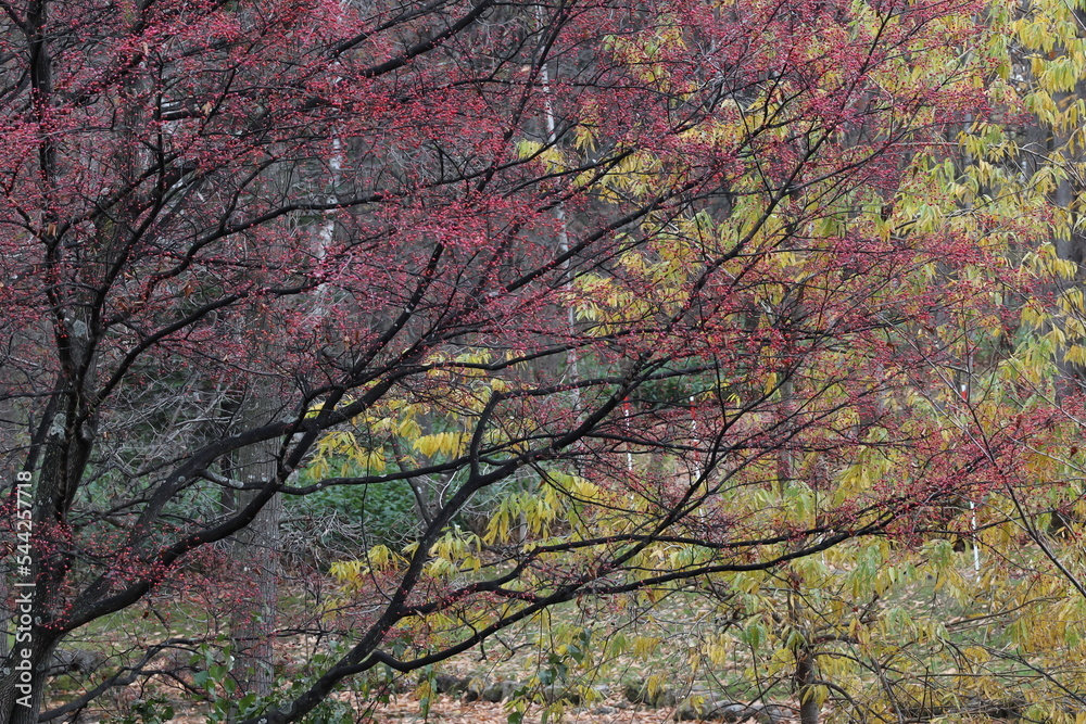 Japanese autumn park Japanese autumn park
