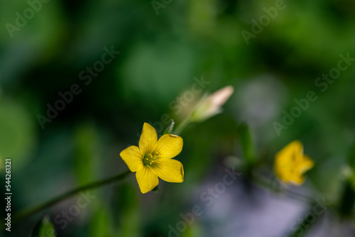 Oxalis dillenii flower growing in meadow	 photo