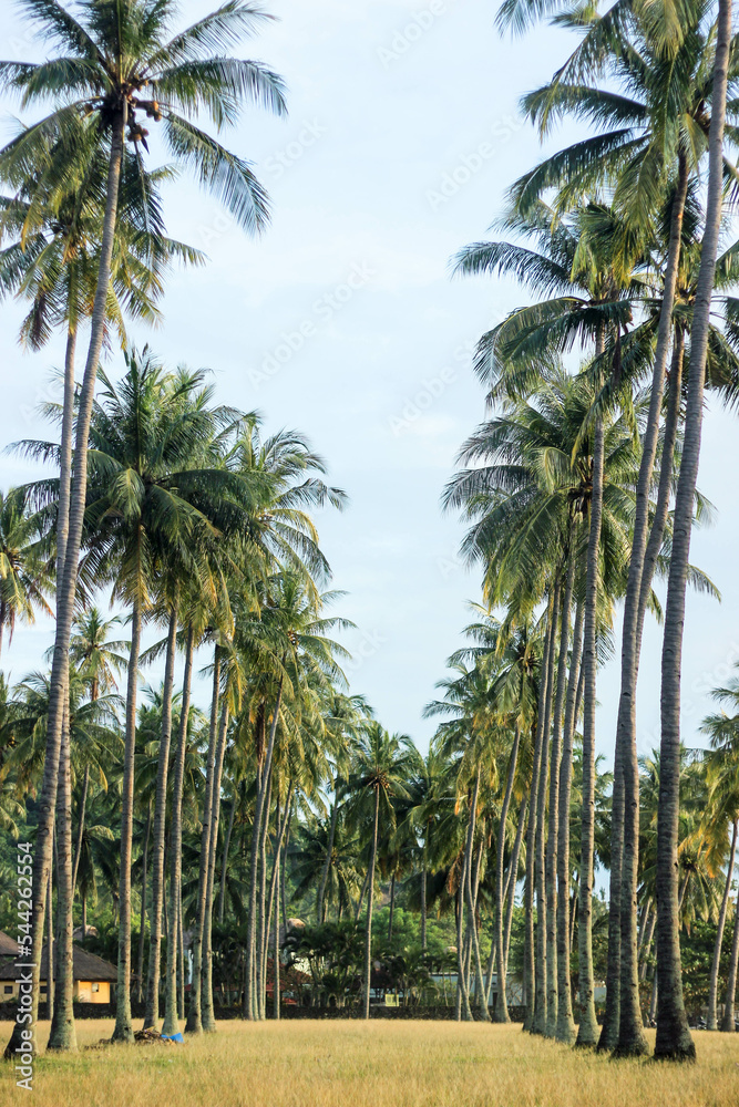 coconut tree on the beach with blue sky coconut tree on the beach with blue sky
