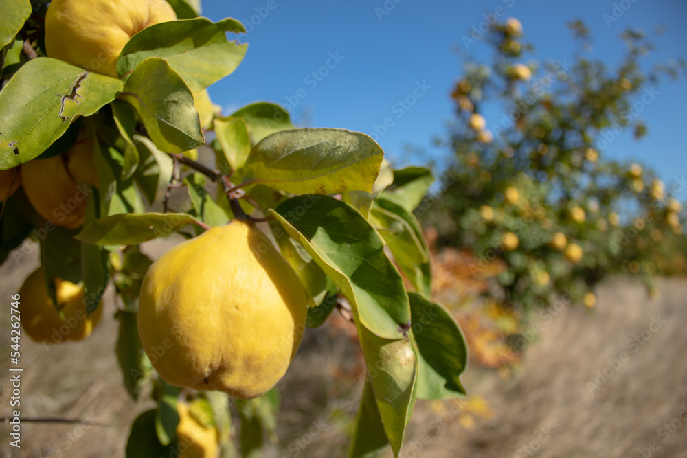 Quince in the field. In its natural environment. Sunny autumn day. Quince in the field. In its natural environment. Sunny autumn day.