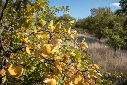 Quince in the field. In its natural environment. Sunny autumn day. photo