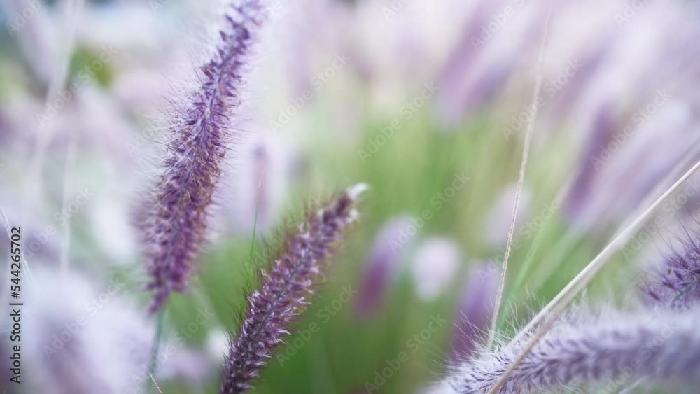 Bright background of purple grass in the park. Grass moves in gusts of wind, video footage 4k in real time. Idea for a screensaver about the ecology of urban spaces Bright background of purple grass in the park. Grass moves in gusts of wind, video footage 4k in real time. Idea for a screensaver about the ecology of urban spaces