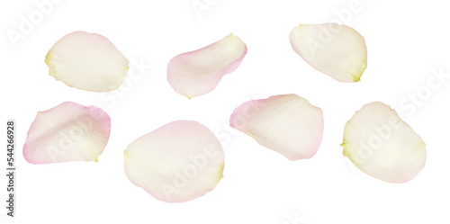 Set of white and pink rose petals photo