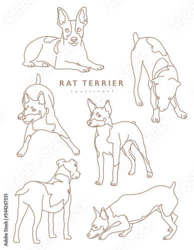 Rat Terrier Dog Illustration Outlines - Many Poses © Lexicon Creative