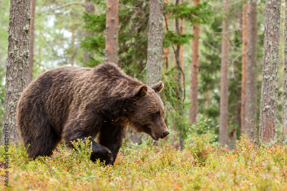Fototapeta premium Big and majestic wild animal, Brown bear, Ursus arctos walking in coniferous forest in Finland, Northern Europe