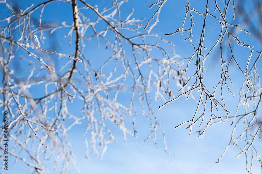 Fototapeta premium First frost, winter coming concept. Tree branches covered hoarfrost against blue sky.