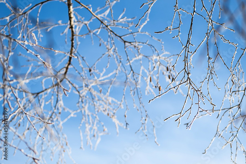First frost, winter coming concept. Tree branches covered hoarfrost against blue sky.
